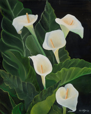 Arum Lilies (Featured on the cover of "Let Your Living Water Flow" Live Album)
